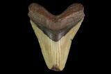 Fossil Megalodon Tooth - North Carolina #147028-1
